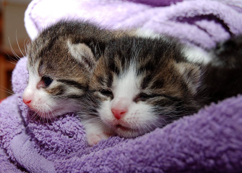 Two kittens wrapped in purple blanket