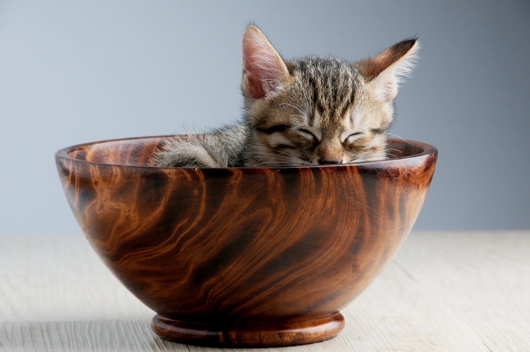Kitten in bowl