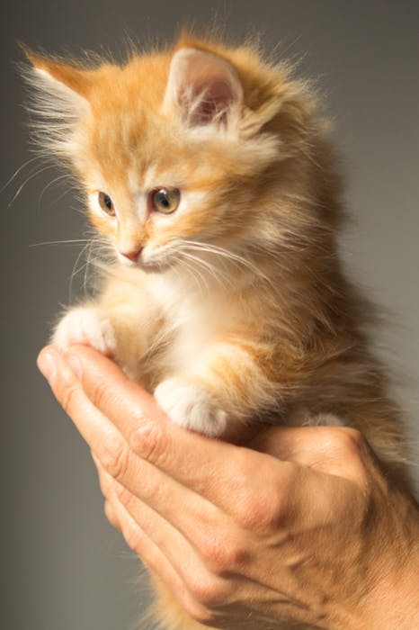 Orange kitten in hand
