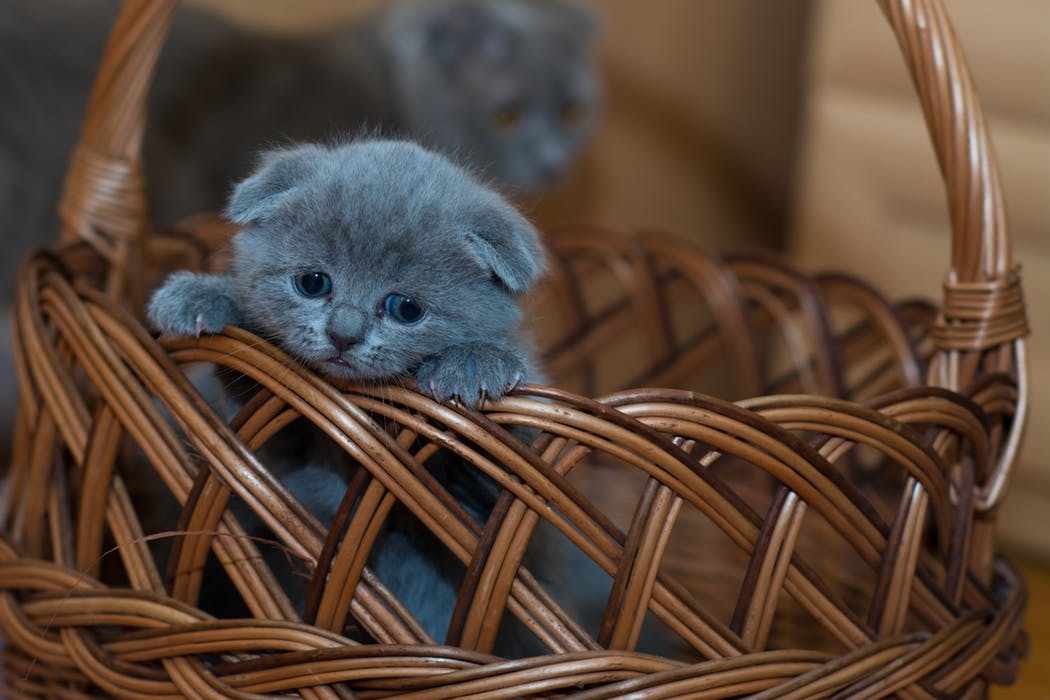 Blue Scottish fold kitten in basket